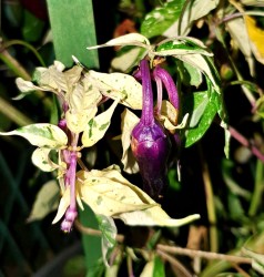 purple cacho white leaves1